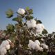 ICE cotton drops 1% on Middle East war, stronger US dollar