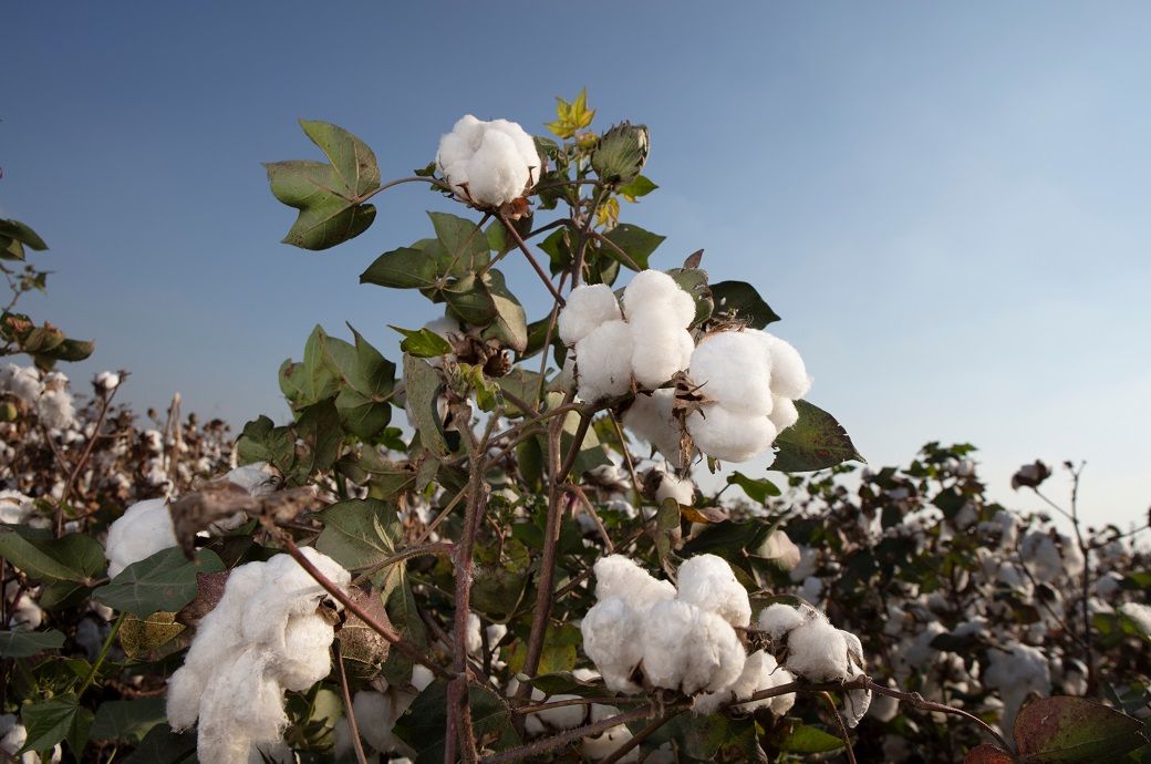 ICE cotton drops 1% on Middle East war, stronger US dollar
