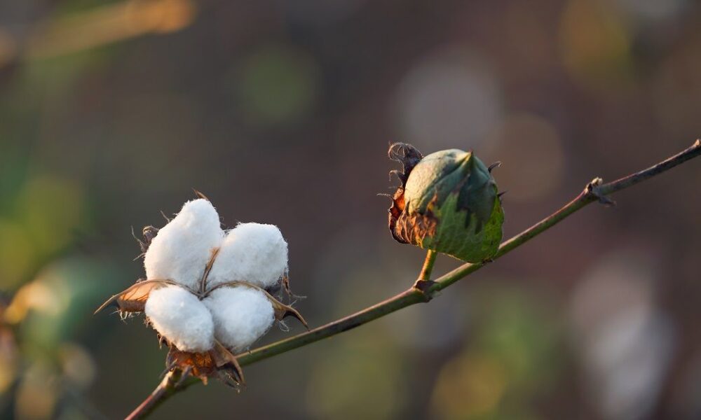ICE cotton rally pauses on stronger US dollar, profit booking