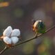 ICE cotton rally pauses on stronger US dollar, profit booking