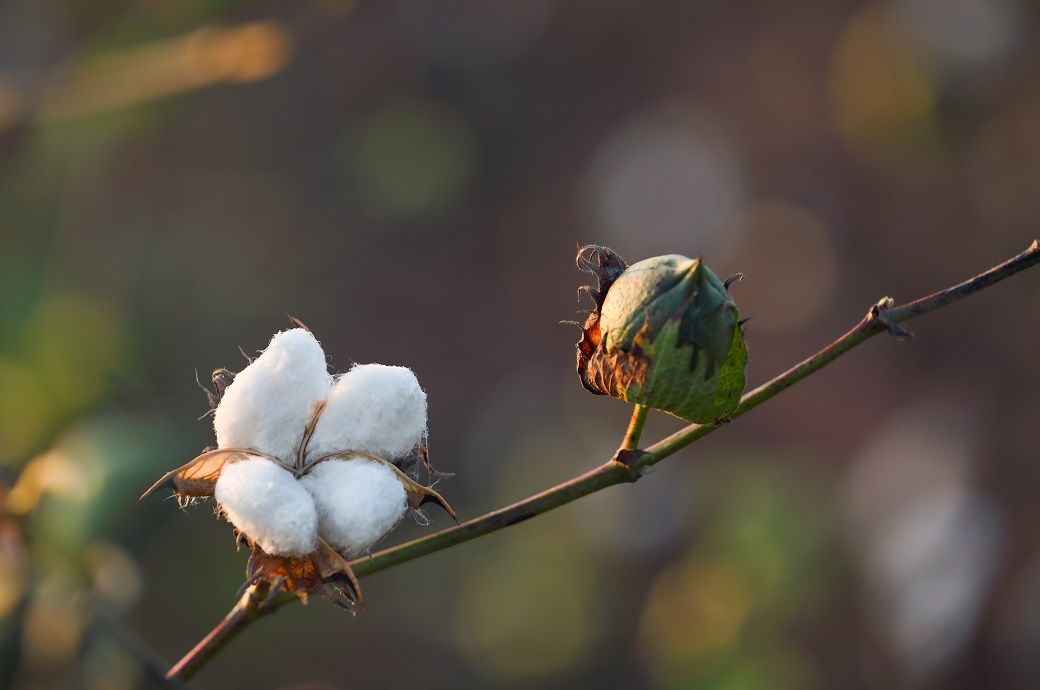ICE cotton rally pauses on stronger US dollar, profit booking