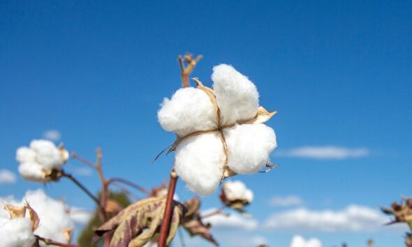 ICE cotton recovers on short covering, gains capped by macro worries