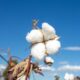 ICE cotton recovers on short covering, gains capped by macro worries