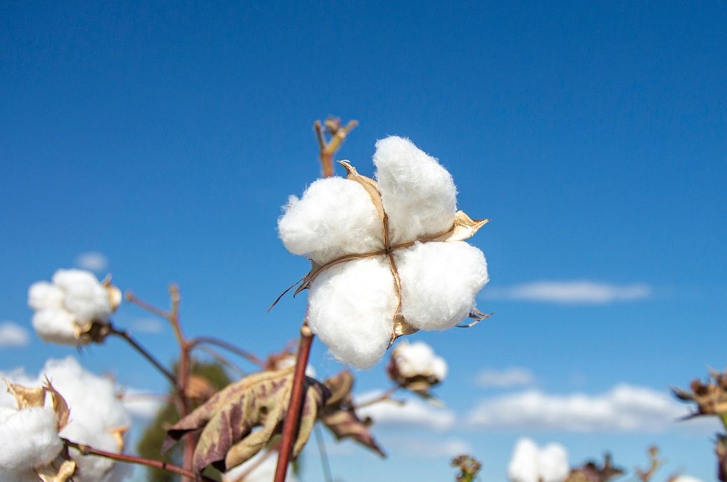 ICE cotton recovers on short covering, gains capped by macro worries