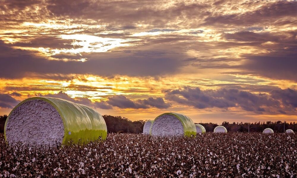 ICE cotton slips on weaker crude, profit booking