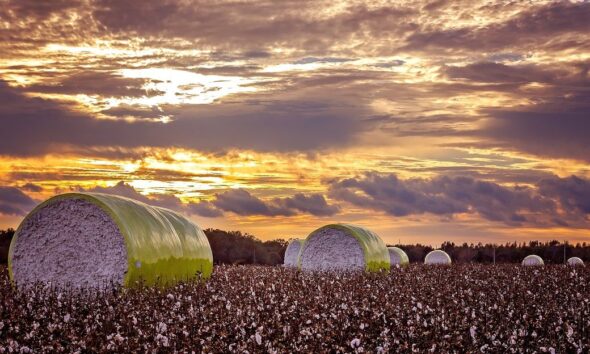 ICE cotton slips on weaker crude, profit booking