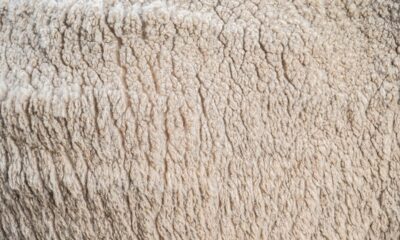 Merino demand drives Australian wool market higher, EMI up 16 cents