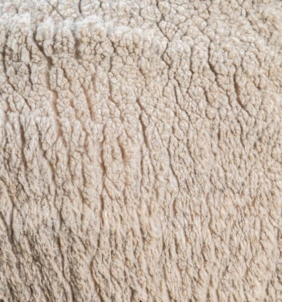Merino demand drives Australian wool market higher, EMI up 16 cents