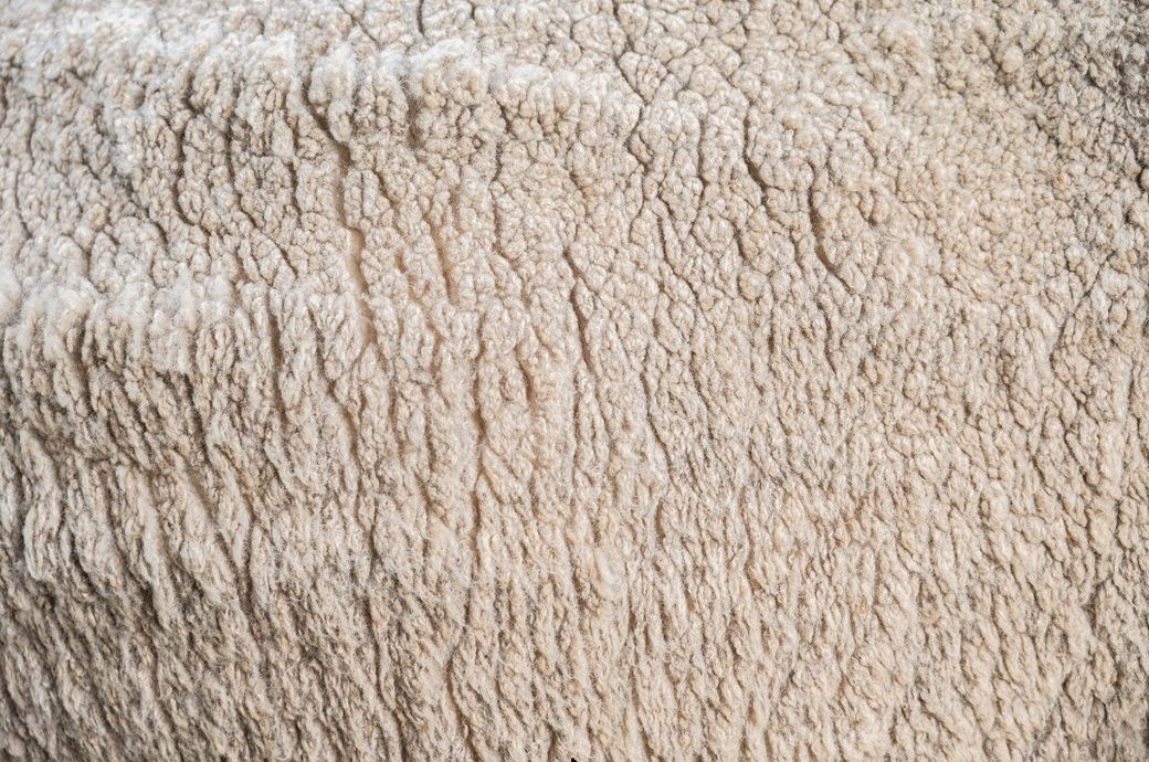 Merino demand drives Australian wool market higher, EMI up 16 cents