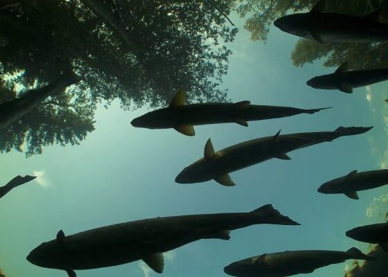 UN warns migratory freshwater fish numbers are spiralling