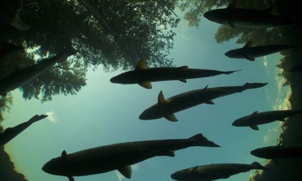 UN warns migratory freshwater fish numbers are spiralling