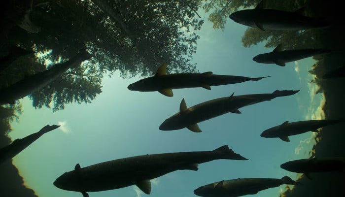 UN warns migratory freshwater fish numbers are spiralling