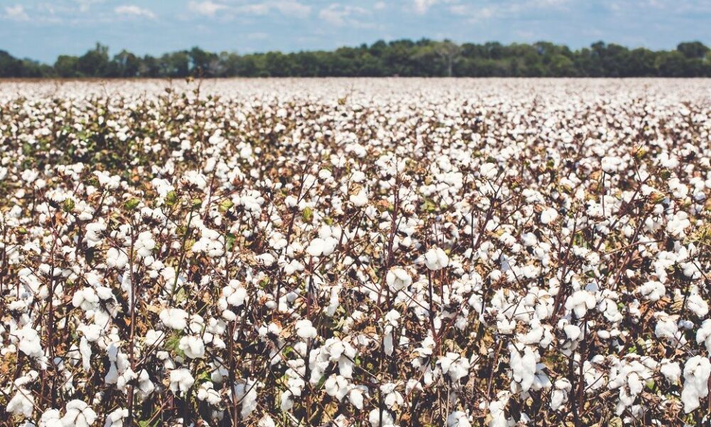 US cotton acreage seen falling to decade low in 2026: CoBank