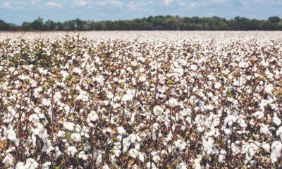 US cotton acreage seen falling to decade low in 2026: CoBank