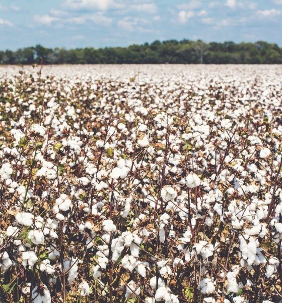 US cotton acreage seen falling to decade low in 2026: CoBank