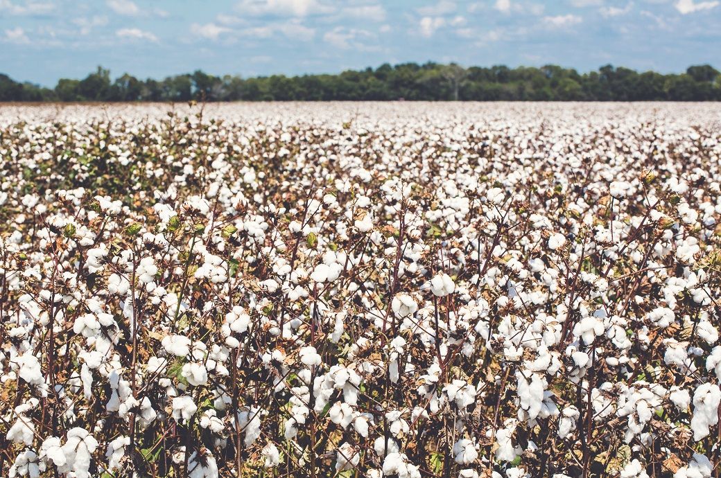 US cotton acreage seen falling to decade low in 2026: CoBank