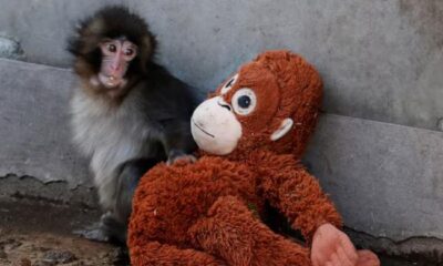 Punch the Japanese snow monkey captures hearts while kin face culls