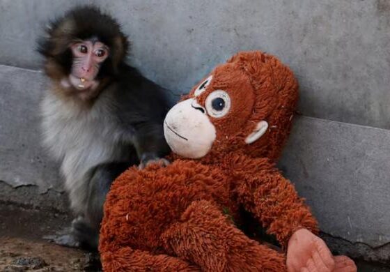 Punch the Japanese snow monkey captures hearts while kin face culls