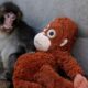Punch the Japanese snow monkey captures hearts while kin face culls
