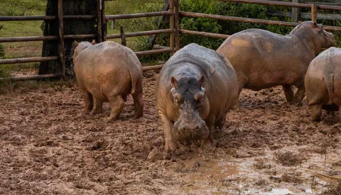 Indian billionaire’s son offers home for Escobar’s hippos