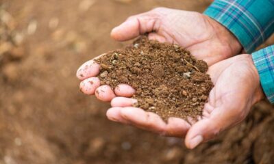 Better Cotton Initiative boosts regenerative focus, updates standard