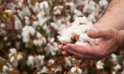 Burkina Faso fully nationalises leading cotton firm Sofitex