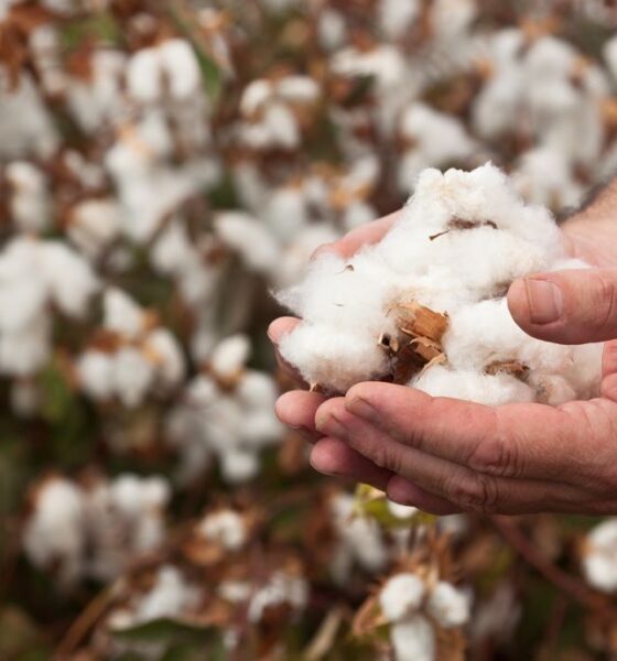 Burkina Faso fully nationalises leading cotton firm Sofitex