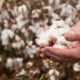 Burkina Faso fully nationalises leading cotton firm Sofitex
