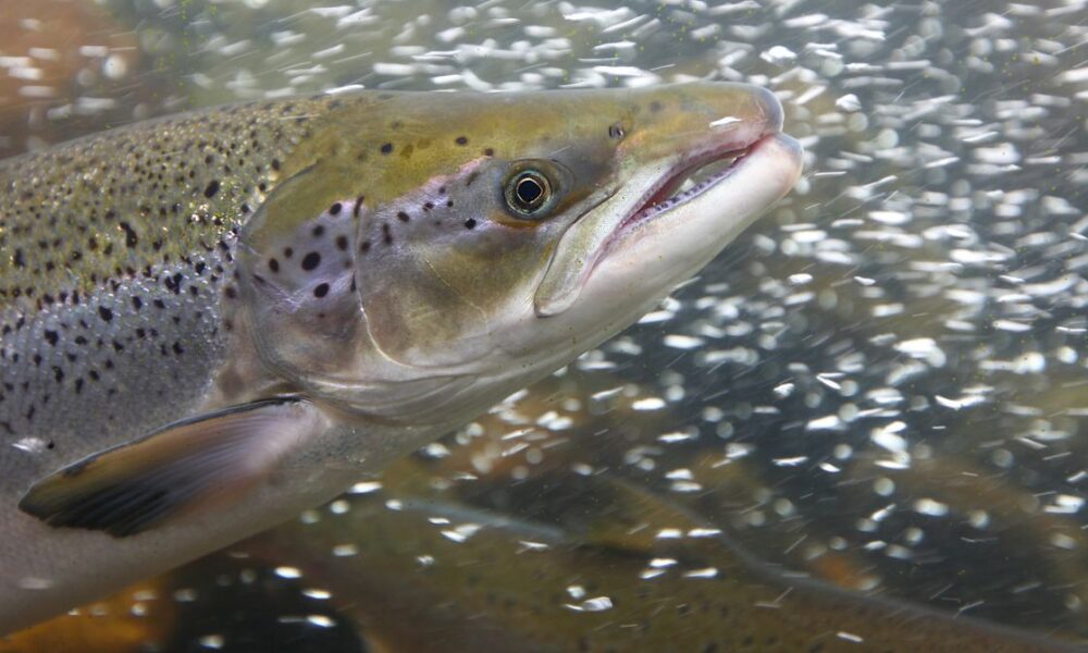 Cocaine-Fueled Wild Salmon Swam Twice as Far as Sober Ones