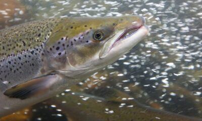 Cocaine-Fueled Wild Salmon Swam Twice as Far as Sober Ones