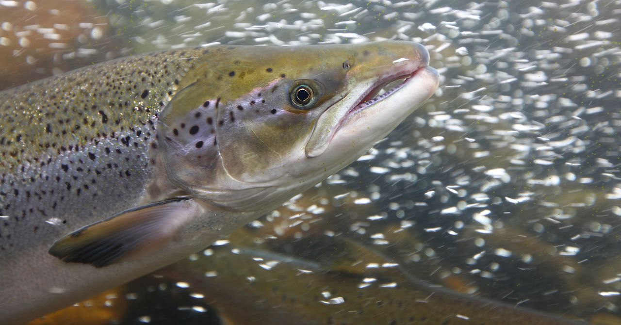 Cocaine-Fueled Wild Salmon Swam Twice as Far as Sober Ones