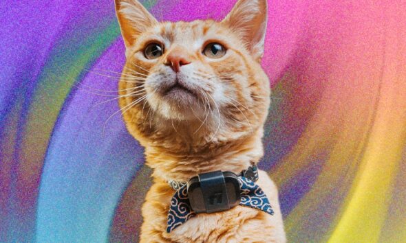 Get Peace of Mind With This GPS and Activity Tracker for Pets