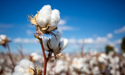 ICE cotton declines on profit booking & higher acreage