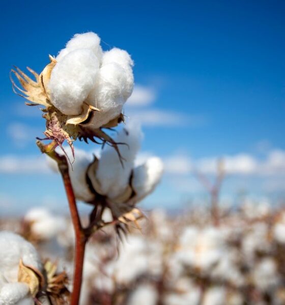 ICE cotton declines on profit booking & higher acreage