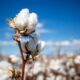 ICE cotton declines on profit booking & higher acreage