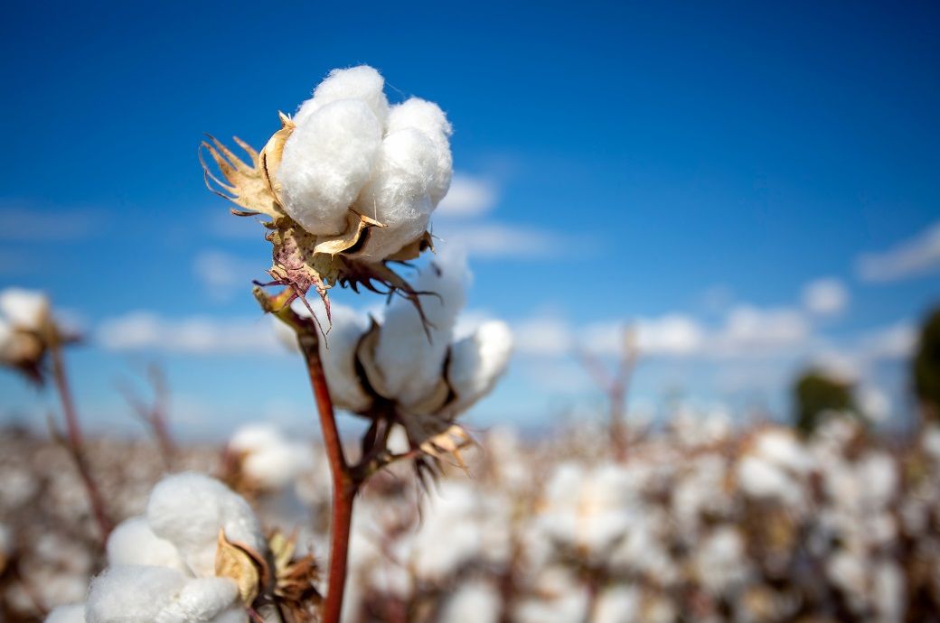 ICE cotton declines on profit booking & higher acreage