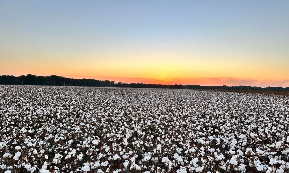 ICE cotton drops on profit booking at higher levels