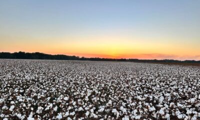 ICE cotton drops on profit booking at higher levels
