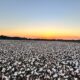 ICE cotton drops on profit booking at higher levels