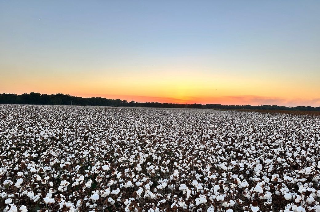 ICE cotton drops on profit booking at higher levels