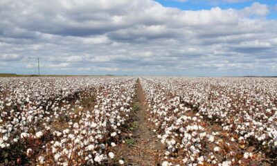 ICE cotton edges up on higher crude oil, dry weather concerns