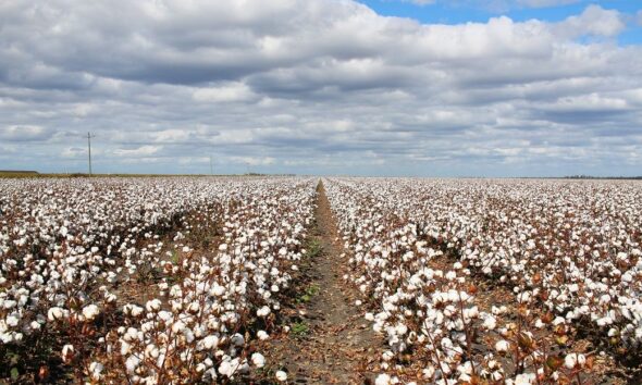 ICE cotton edges up on higher crude oil, dry weather concerns