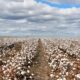 ICE cotton edges up on higher crude oil, dry weather concerns
