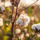 ICE cotton hits 11-month high on weak dollar, drought fears