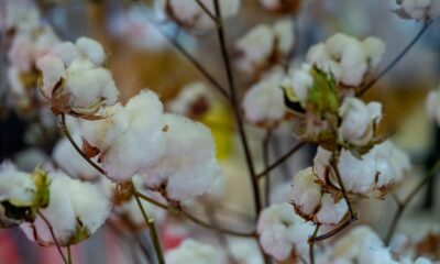 ICE cotton rallies to 22 month-high on weaker dollar, drought worries