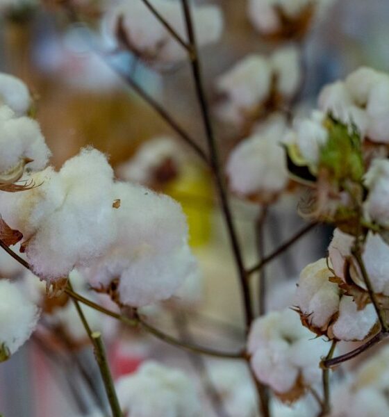 ICE cotton rallies to 22 month-high on weaker dollar, drought worries