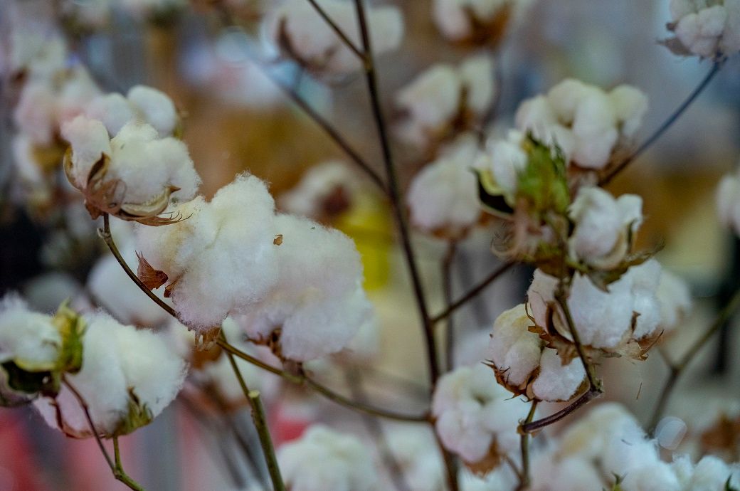 ICE cotton rallies to 22 month-high on weaker dollar, drought worries