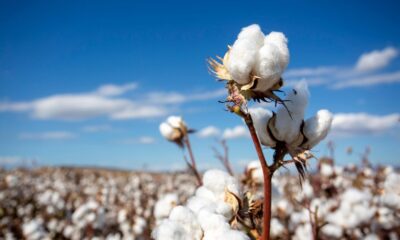 India’s cotton acreage, output may go up in next year: USDA