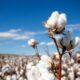 India’s cotton acreage, output may go up in next year: USDA