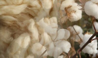 USDA releases payments under 2026 Pima Cotton and Wool Trust Funds